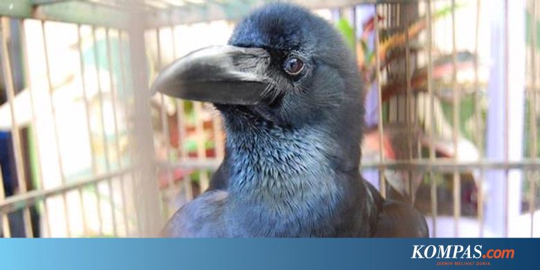 Unik Burung Gagak Bisa Berkicau