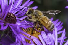 Tak Hanya Nektar dan Serbuk Sari, Lebah Jenis Ini Juga Pemakan Daging