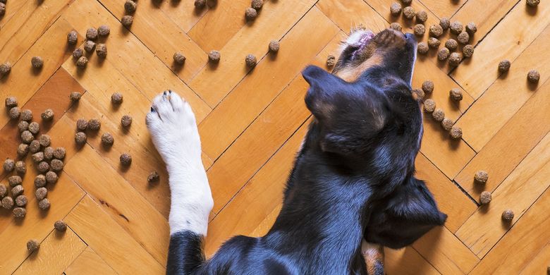 8 Penyebab Anjing Mogok Makan Halaman All Kompas Com