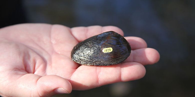 Pigtoe oval adalah spesies kerang air tawar yang terancam punah dari federal, moluska kerang air di keluarga Unionidae, kerang sungai. Spesies ini endemik di Amerika Serikat di negara bagian Georgia, Florida, dan Alabama.