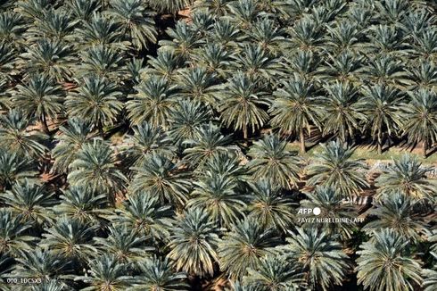 Arab Saudi Larang Penanaman Pohon Palem di Seluruh Wilayah Kerajaan, Kenapa?