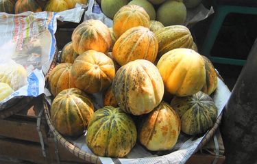 Ilustrasi buah blewah.