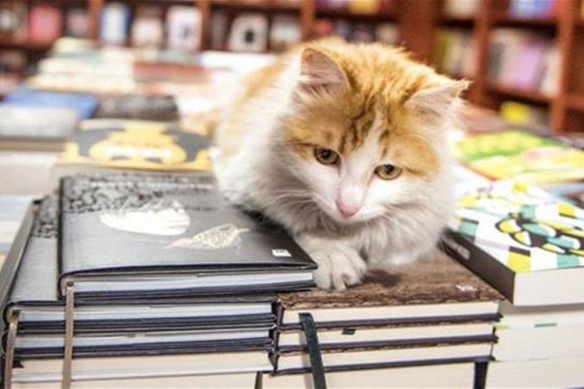 Baris, kucing yang ditemukan di tengah peperangan di Suriah, kini hidup tenang di sebuah perusahaan penerbitan di kota Istanbul, Turki.