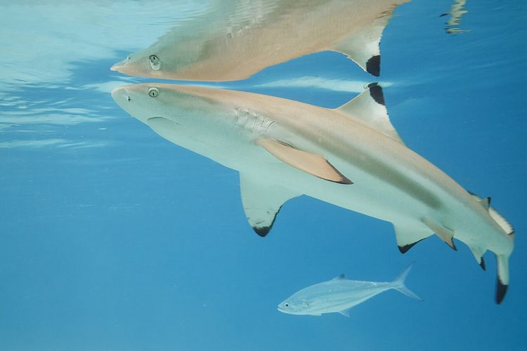 Ilustrasi hiu sirip hitam. Studi ilmuwan Jerman mengungkap pengasaman laut bisa melemahkan gigi hiu dan mengancam peran mereka sebagai predator puncak.