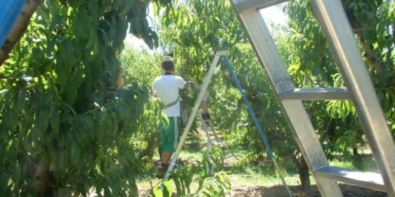 Petani buah di Goulburn Valley, Victoria, Australia, hanya bisa mendapatkan 60 persen pemetik buah hingga pekan terakhir menjelang musim panen.