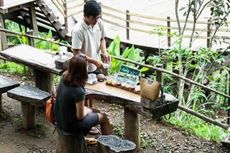 Cara Unik Melestarikan Budaya Kopi Luwak Tradisional 