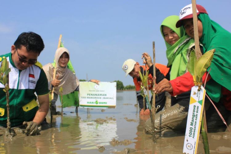 Abrasi di salah satu pantai di Bekasi semakin parah. Untuk menguranginya, pantai tersebut ditanami mangrove.