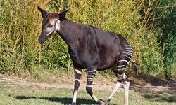 Mengenal Okapi, Sepupu Jerapah yang Mirip Zebra