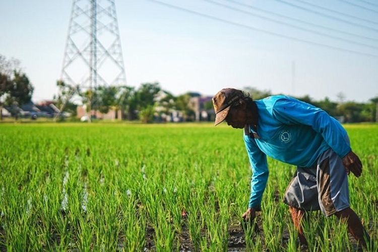 Pemandangan dari Paddi Cafe, petani yang sedang menanam padi di sawah