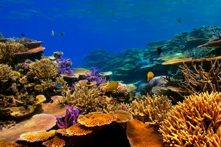 Ilustrasi terumbu karang.