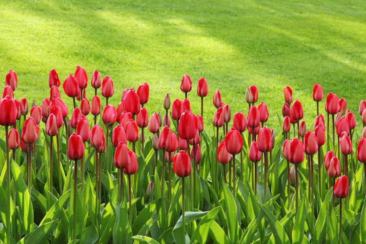 Ilustrasi bunga tulip merah, salah satu flora di benua Eropa.