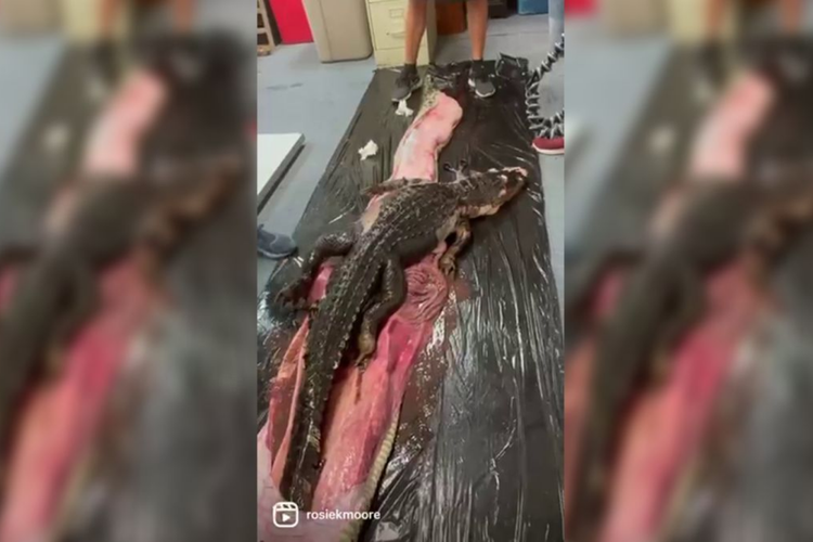 Tangkapan layar menunjukkan aligator dikeluarkan dari perut ular piton Burma 
