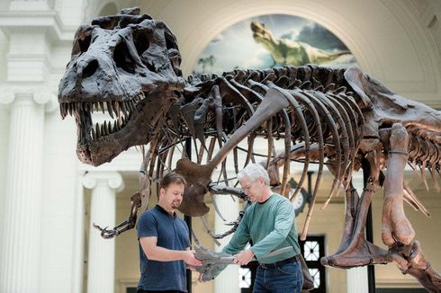 Tidak Akurat, Fosil T-Rex Paling Terkenal di Dunia Akan Ganti Tampilan