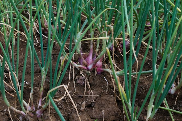 Ilustrasi layu fusarium bawang merah