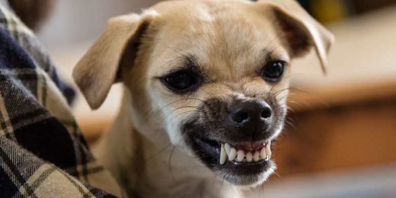 Apa Yang Harus Dilakukan Bila Anda Digigit Anjing Halaman All