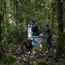 Selesai Rehabilitasi, 5 Orangutan Dilepasliarkan di Hutan Kalimantan Tengah