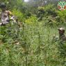 Kasus Ladang Ganja di Semeru, Polres Lumajang Tak Mau Sebar Foto DPO Edi