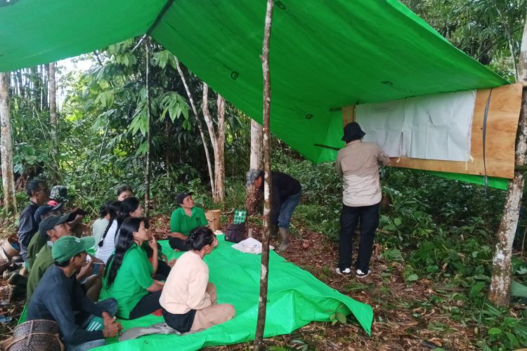 Fasilitator sekolah lapang Tropenbos Indonesia mengajarkan agroforestri kepada petani dari Desa Mekar Raya, Kecamatan Simpang Dua, Kabupaten Ketapang, pada Sabtu (25/10/2025).