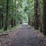 Jalajah Alas Purwo: Hutan Tertua, Cerita Kawasan Ghaib, dan Pura Kawitan