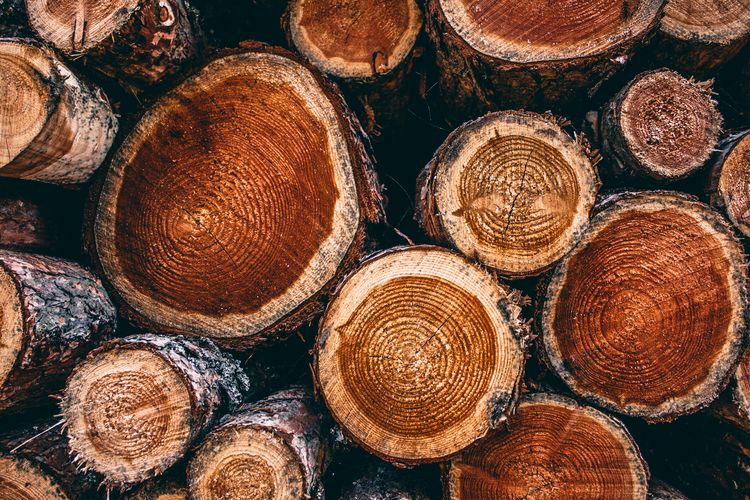 Keprihatinan FNPF akan habitat pohon ulin di Hari Keanekaragaman Hayati Sedunia 2021
