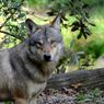 9 Serigala Kabur dari Kandang, Kebun Binatang Perancis Langsung Ditutup