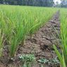 Dampak Kekeringan di Purworejo, Petani Gagal Panen, Harga Beras Naik