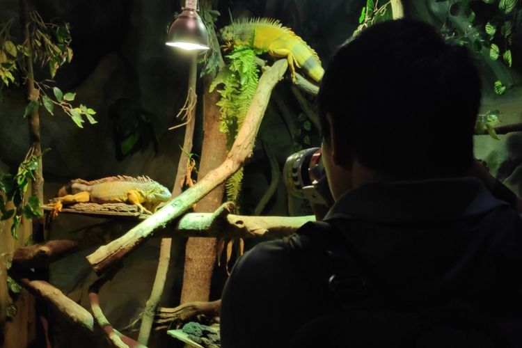 Peserta International Animal Photo Competition memotretbsatwa di Jakarta Aquarium.