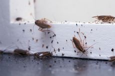 Anda Kewalahan Atasi Serangga di Rumah? Coba Cara Jitu Ini