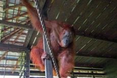 Lewat Operasi, Tim Dokter Inggris Berusaha Sembuhkan Orangutan Buta 