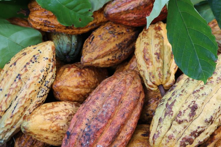 Ilustrasi buah kakao 