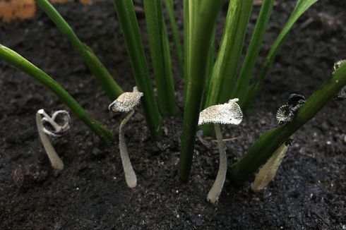 Penyebab Tumbuhnya Jamur pada Tanaman Hias dan Cara Mengatasinya