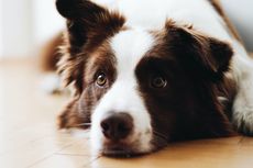 Penyebab Anjing Takut Mendengar Suara Vacuum Cleaner