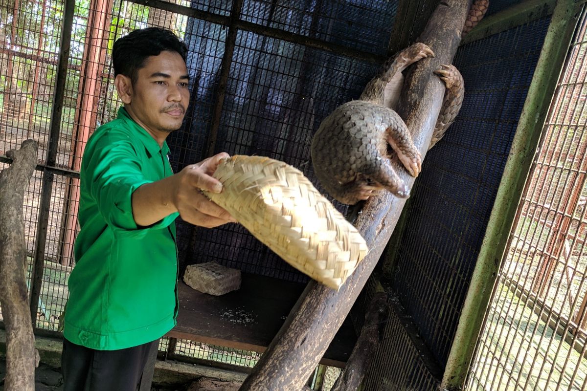 Budi Hidayat, Perawat yang membesarkan bayi-bayi satwa di Taman Margasatwa Ragunan