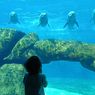 Biaya Makan Hewan Rp 250 Juta Per Bulan, Marine Safari Bali: Paling Penting Komitmen Merawat