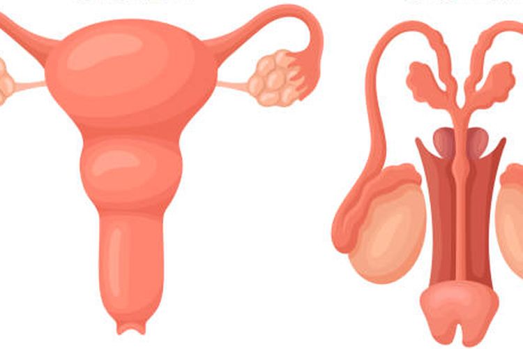Ilustrasi sistem reproduksi pada tubuh manusia. Sistem reproduksi wanita dan pria akan mengalami penuaan seiring bertambahnya usia. 