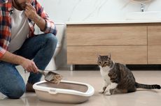Cara Membersihkan Kotak Pasir Kucing agar Tak Bau dan Mengotori Rumah