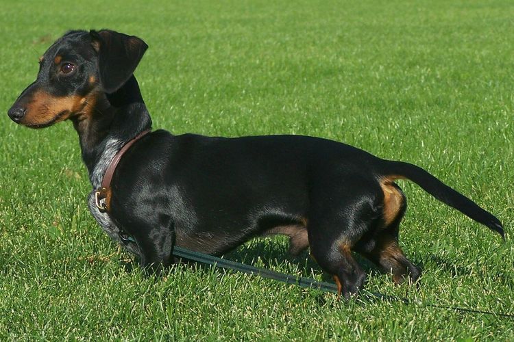 Ilustrasi anjing Dachshund. 
