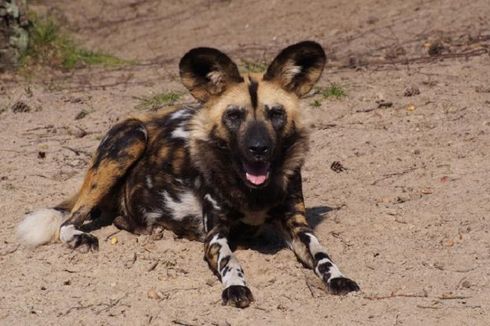 Selamatkan Adik dari Serangan Anjing, Anak 6 Tahun Dapat Gelar Kehormatan Tinju WBC