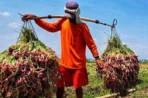 Masih Menguntungkan, Petani Brebes Semangat Tanam Bawang Merah