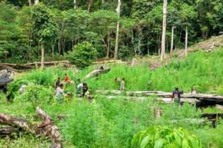 Sembilan hektar ladang ganja kembali ditemukan porsonil polisi di jajaran Polres aceh besar, ladang ganja ditemukan dikawasan perbukitan Lamteuba. Polisi memusnahkan tanaman ganja tersebut dengan mencabut dan membakarnya. Minggu (28/8/2016).