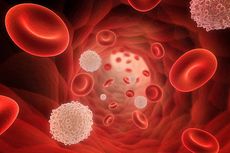 Mengenal Perbedaan Fungsi Sel Darah Merah dan Darah Putih