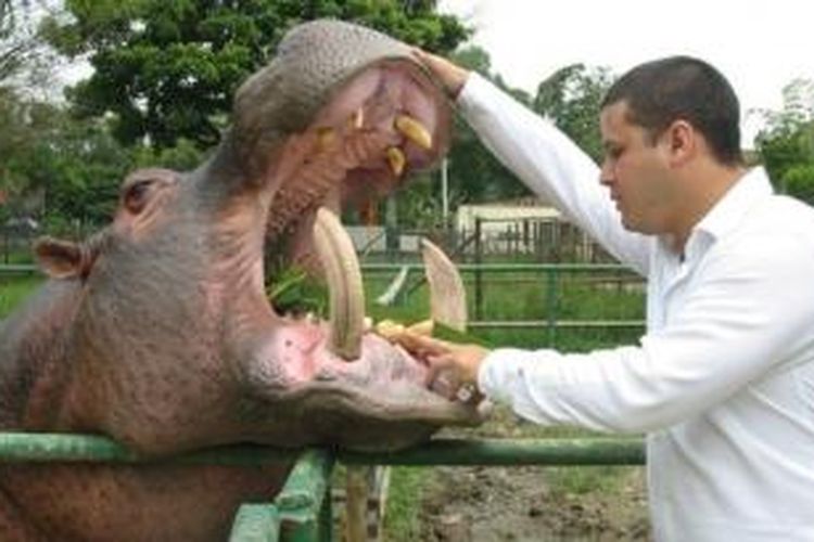 Seorang dokter hewan Kolombia memeriksa seekor kuda nil yang dulu didatangkan ke negeri Amerika Selatan tersebut oleh gembong narkoba Pablo Escobar.
