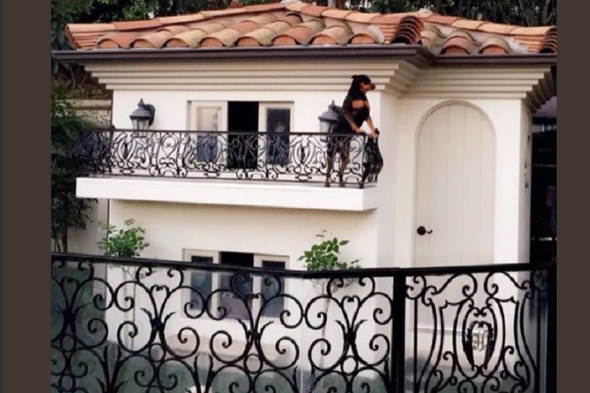 Rumah anjing Paris Hilton