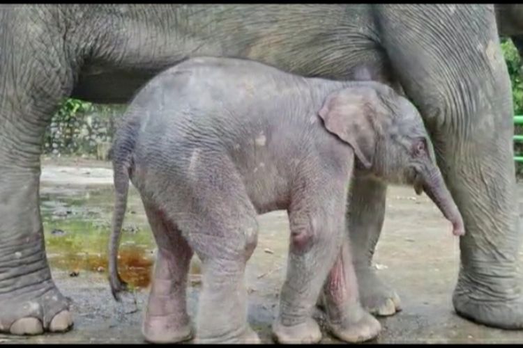 Bayi gajah sumatera (Elephas maximus sumatranus) yang baru lahir pada Rabu (17/11/2021), pukul 03.00 WIB, di Pusat Pelatihan Satwa Khusus Gajah Sumatera di Tangkahan, Kecamatan Batang Serangan, Langkat, Sumatera Utara.