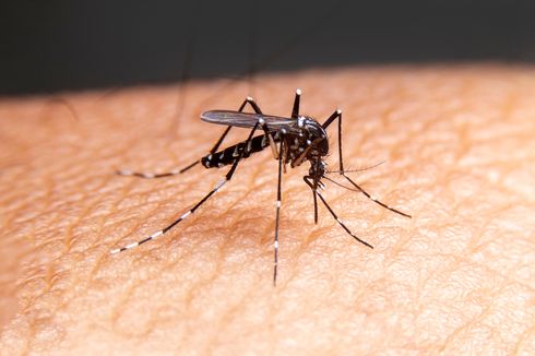 5 Bahan Rumah Tangga yang Dapat Meredakan Gigitan Nyamuk
