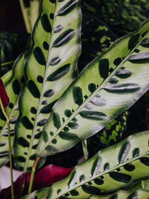 Rattlesnake plant (Calathea lancifolia)