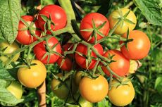 Manfaat Cangkang Telur untuk Tanaman Tomat dan Cara Pakainya