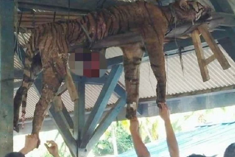 Warga berkumpul melihat bangkai harimau yang digantung di Desa Hatupangan, Kecamatan Batang Natal, Mandailing Natal, Sumatera Utara dikabarkan telah dibunuh oleh warga setempat, Minggu (4/3/2018) pagi.