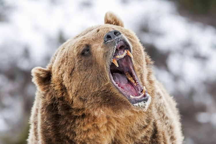 Beruang Grizzly. (Shutterstock)