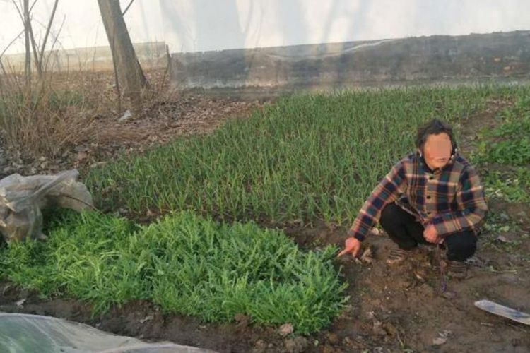 Salah satu nenek penanam opium menunjukkan kepada polisi tempatnya menanam tanaman terlarang tersebut.